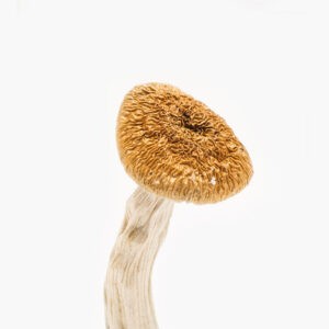 buy transkei magic mushrooms strain online