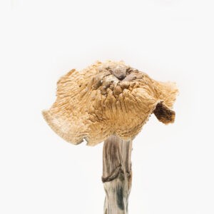burmese mushroom strain